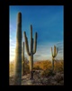 Saguaro